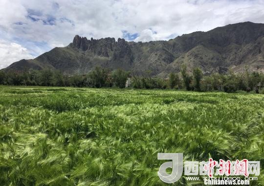 2017年西藏青稞總產(chǎn)量達到79萬噸，占糧食總產(chǎn)量的77%。圖為西藏青稞。　王玉林 攝