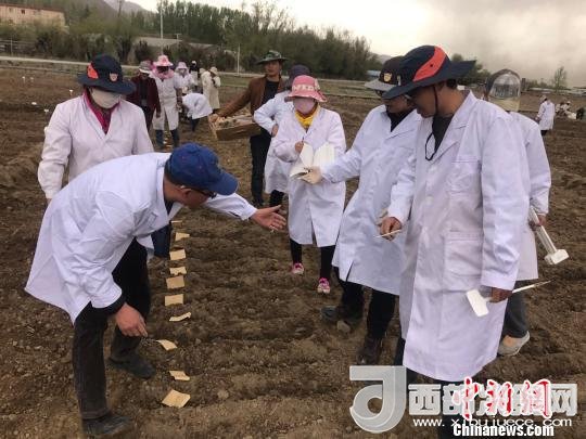 圖為研究員實地調(diào)研青稞生長土壤。　王玉林 攝