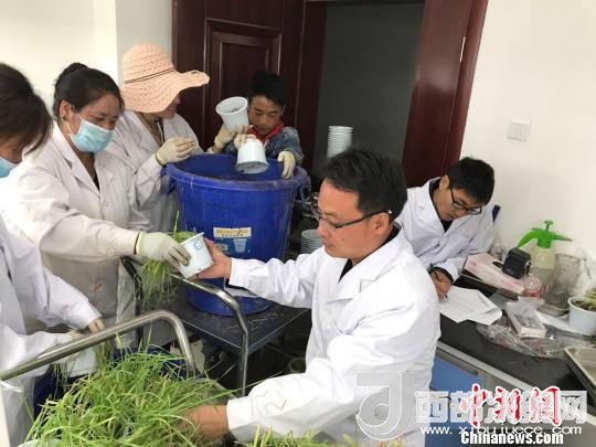 圖為研究員正在調(diào)查青稞感染白粉病情況?！⊥跤窳?攝