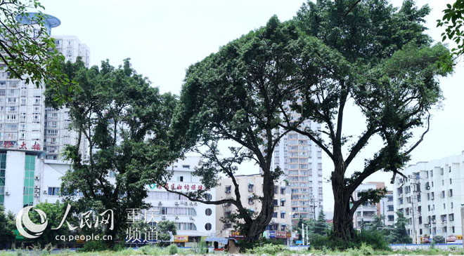 黃桷樹(shù)廣場(chǎng)正在建設(shè)中。王嫚 攝