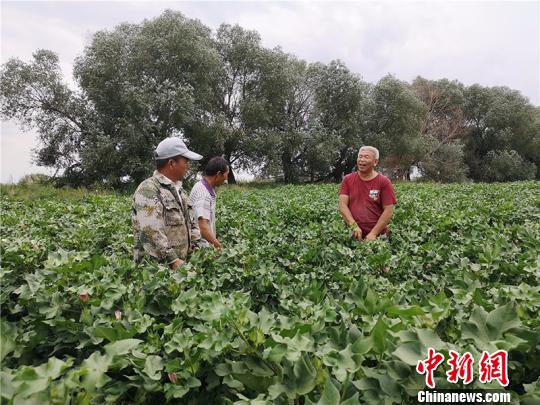 遠(yuǎn)改忠在棉花地里為連隊(duì)職工分享種植經(jīng)驗(yàn)?！“叉陆?攝