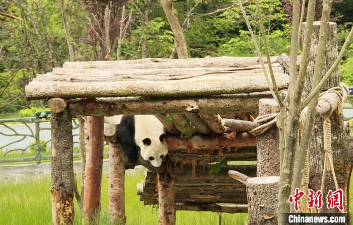 九寨溝熊貓園里的大熊貓?！【耪瘻峡h委宣傳部提供 攝