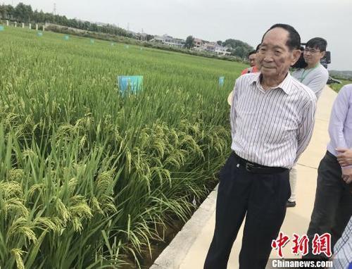 資料圖：袁隆平正在田間察看水稻生長情況。 唐小晴 攝